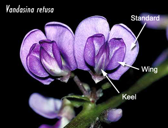 Navigation menu Description. A pea is a most commonly green, occasionally golden yellow, or infrequently purple pod-shaped vegetable, widely grown as a cool season vegetable crop. The seeds may be planted as soon as the soil temperature reaches 10 °C (50 °F), with the plants .